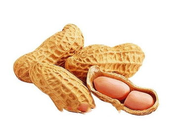 镇赉花生 绿色食品的醇香馈赠